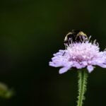 a bee sitting on top of a purple flower