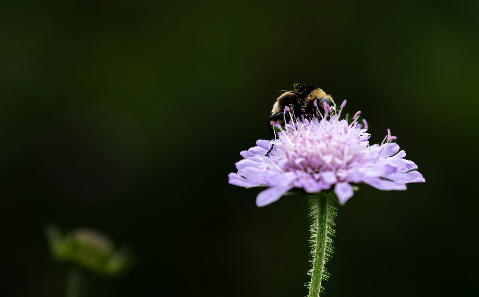 a bee sitting on top of a purple flower